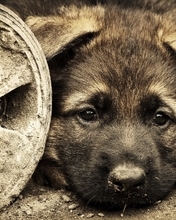 Image: Puppy, dog, look, eyes, sadness, wheel