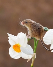 Картинка: Мышь, малютка, серая, сидит, цветок, нарцисс