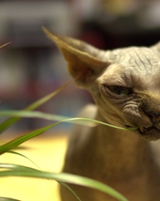 Image: Sphynx, breed, cat, plant, leaves, chews