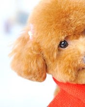 Image: Dog, puppy, snout, eyes, beads, plush, scarf