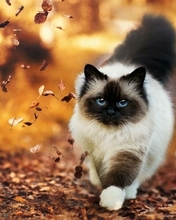 Image: Cat, fluffy, fur, gaze, eyes, blue, color, foliage, autumn, goes