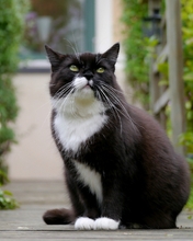 Картинка: Кот, пушистый, чёрно-белый, сидит, дорожка, зелень