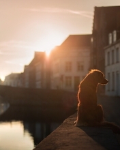 Картинка: Собака, сидит, закат, вода, мост, дома, улица