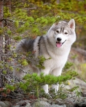 Image: Dog, Husky, forest, nature, taiga, conifer