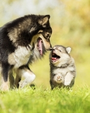 Картинка: Собака, щенок, пара, прогулка, бег, радость, трава, зелёная, лето