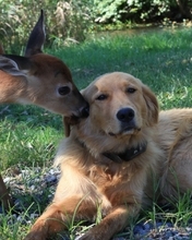 Картинка: собака, оленёнок, дружба, лужайка