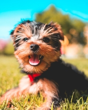 Image: Yorkshire Terrier, breed, dog, puppy, grass, lawn, sun, summer