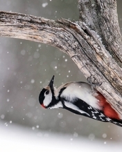 Картинка: Птица, дятел, пёрышки, дерево, ствол, сидит, зима, снег, снежинки