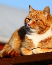 Картинка: Кот, рыжий, светлый, солнечный, день, сидит, крыша