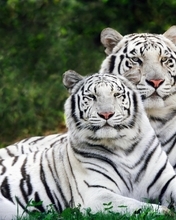 Image: Bengal tigers, couple, lie, grass, white, tigers