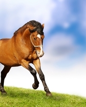 Картинка: Конь, лошадь, скакун, трава, небо
