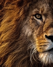 Image: Lion, king, king of beasts, muzzle, predator, mane