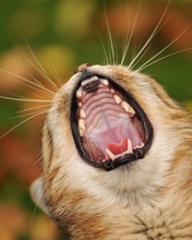 Картинка: Котик, зевает, пасть, усы