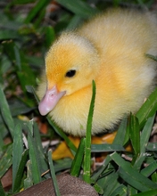 Картинка: Утёнок, птенец, жёлтый, трава