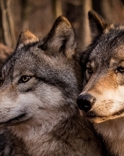 Image: wolves, couple, family, wolf