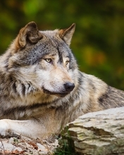 Картинка: Волк, хищник, взгляд, глаза, шерсть, лежит