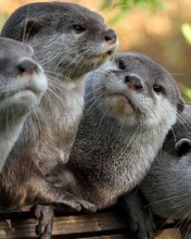 Image: Animals, otters, watching, whiskers, fluffy, four