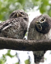 Image: Owls, feathers, head, eyes, view, tree, branch