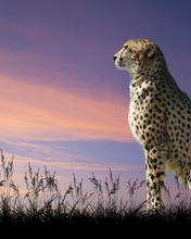 Картинка: Гепард, кошка, пятна, хищник, взгляд вдаль, вечер, небо, природа