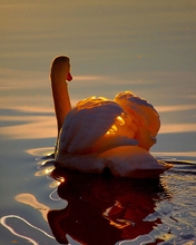 Картинка: Лебедь, закат, вода, плавает