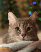 Картинка: Котик, красивый, мордочка, усы, глаза, зелёные, плед, лежит, тёплый, огни, праздник