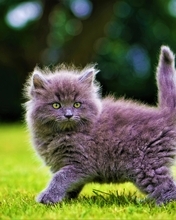 Картинка: Котик, пушистый, розовый, взгляд, зверёк, трава, зелень, блики