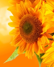 Картинка: Подсолнух, цветы, жёлтые, боке, фон