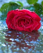 Image: Flower, rose, red, lies, leaves, water, rain, drops