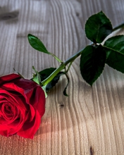Картинка: Роза, красная, цветок, листья, лежит