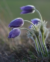 Image: Sleep-grass, Pasqueflower, flowers, field, plant, nature, macro, blurring
