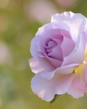 Картинка: Роза, цветок, лепестки, нежный цвет