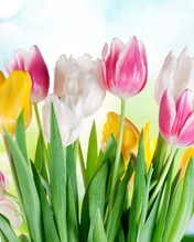 Картинка: Букет, тюльпаны, цветы