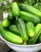 Image: Cucumbers, vegetables, crop, green, plate, summer
