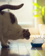 Картинка: Кот, поза, миска, всплеск, брызги, молоко, момент