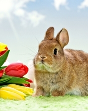 Image: Rabbit, fluffy, bouquet, tulips, flowers, spring, March 8