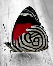 Картинка: Бабочка, крылья, сидит, окрас, чёрный, белый, красный, полосы