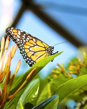 Картинка: Бабочка, крылья, сидит, цветок, растение, листья