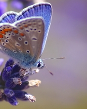 Картинка: бабочка, синяя бабочка, синие цветы, природа