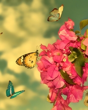 Image: Butterflies, flowers, leaves, branch, sky, clouds, aircraft