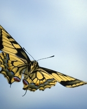 Картинка: Бабочка, крылья, окрас, летит, небо, голубой фон