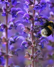 Image: Bumblebee, collects, nectar, flower