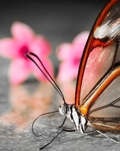 Image: butterfly, flowers, nature, beauty