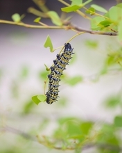 Image: Caterpillar, on a twig, leaves, blurred background