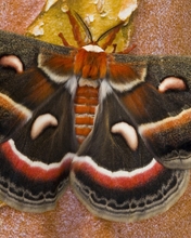 Картинка: Бабочка, мотылёк, окрас, крылья, сидит