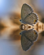 Картинка: Бабочка, вода, сидит, отражение, размытость