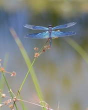 Image: Dragonfly, blue, grass, wings, body, sitting, plant