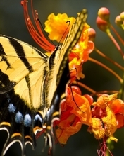 Image: butterfly, striped butterfly, flowers, orange flowers