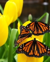 Картинка: Бабочки, жёлтые, тюльпаны, цветы