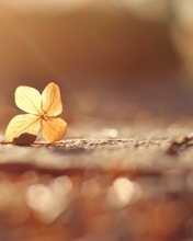 Image: Leaf, lies, bokeh, blur, light, clover