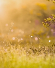 Image: Grass, dew, bokeh, tree